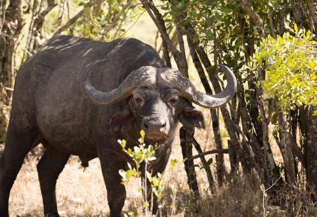 Northern Kenya safari - January 2015 Ou5a1215