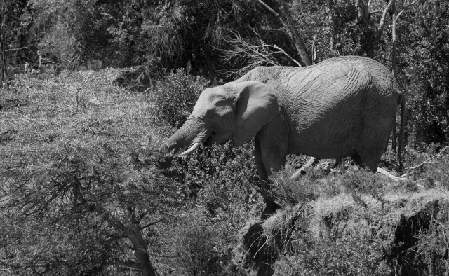 Northern Kenya safari - January 2015 Ou5a1311