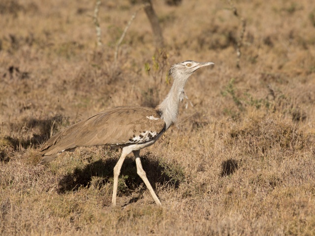 Northern Kenya safari - January 2015 Ou5a1312