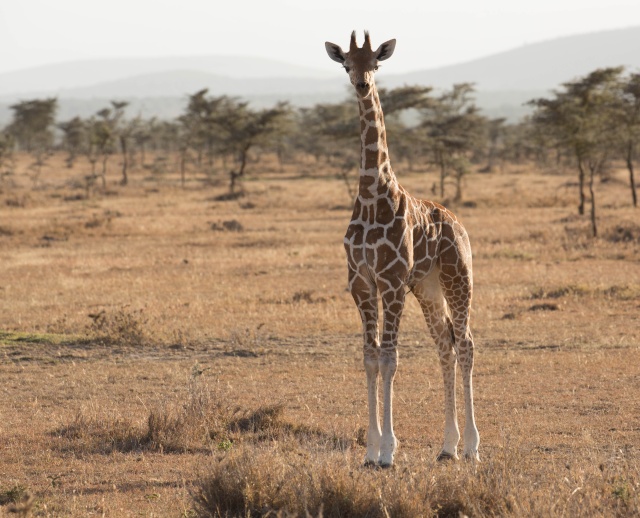 Northern Kenya safari - January 2015 Ou5a1313