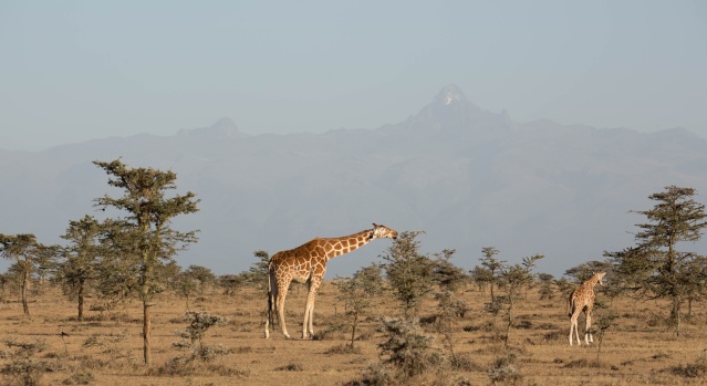 Northern Kenya safari - January 2015 Ou5a1314