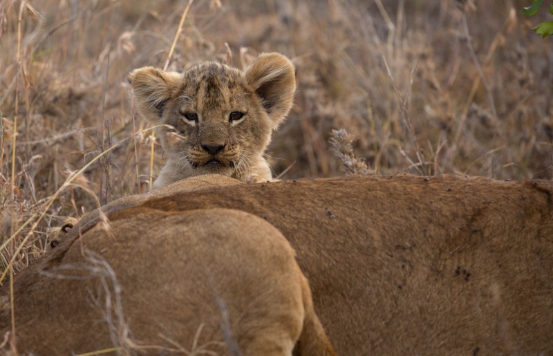 Northern Kenya safari - January 2015 Ou5a1315
