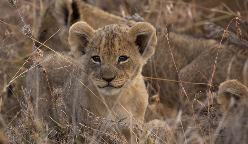 Northern Kenya safari - January 2015 Ou5a1317