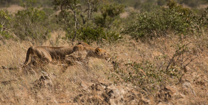 Northern Kenya safari - January 2015 Ou5a1319
