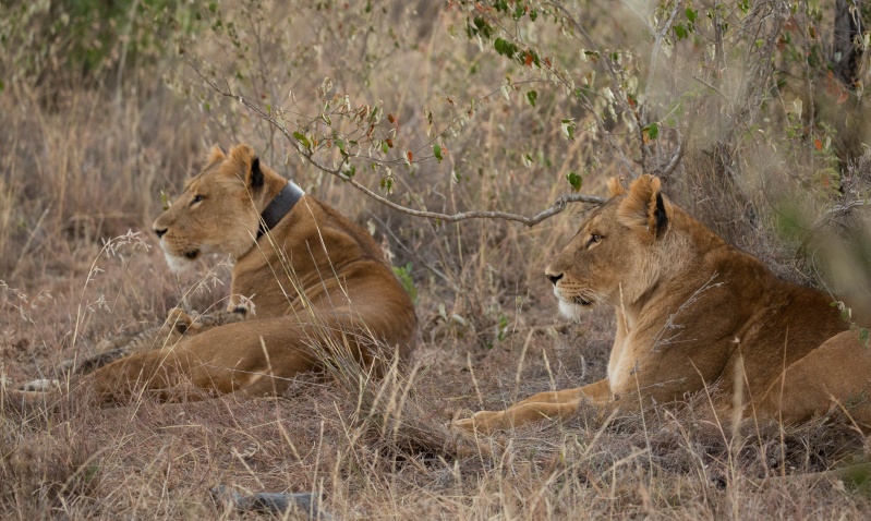 Northern Kenya safari - January 2015 Ou5a1410