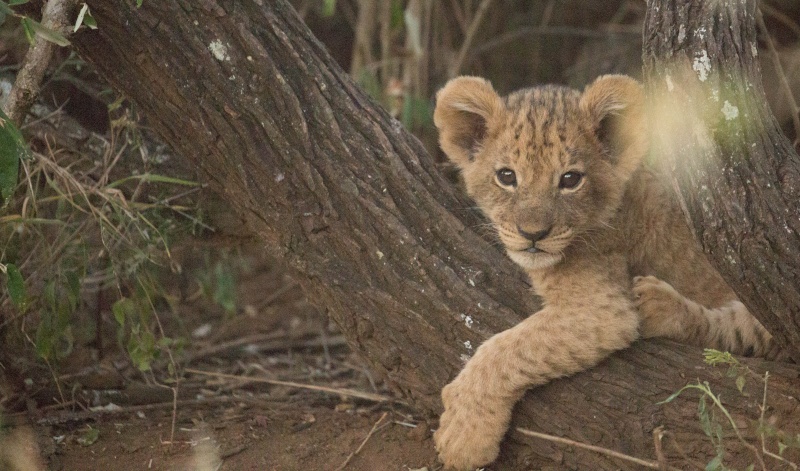 Northern Kenya safari - January 2015 Ou5a1411
