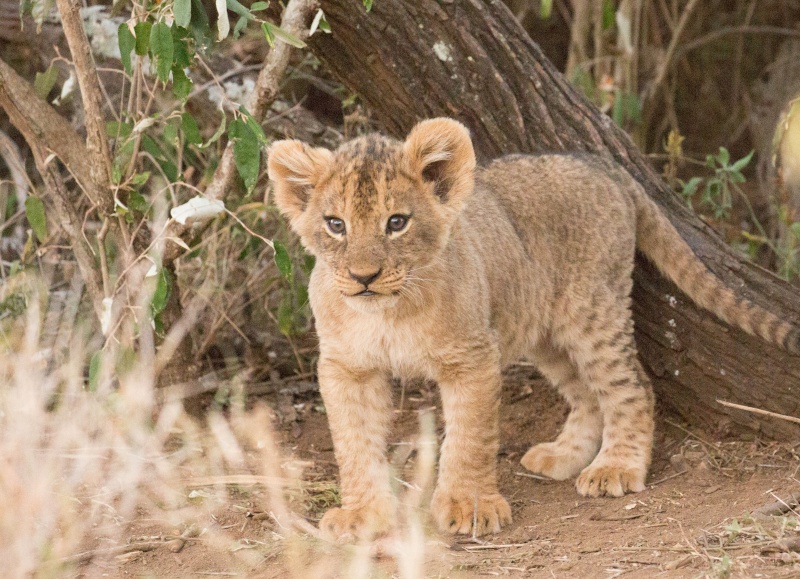 Northern Kenya safari - January 2015 Ou5a1412