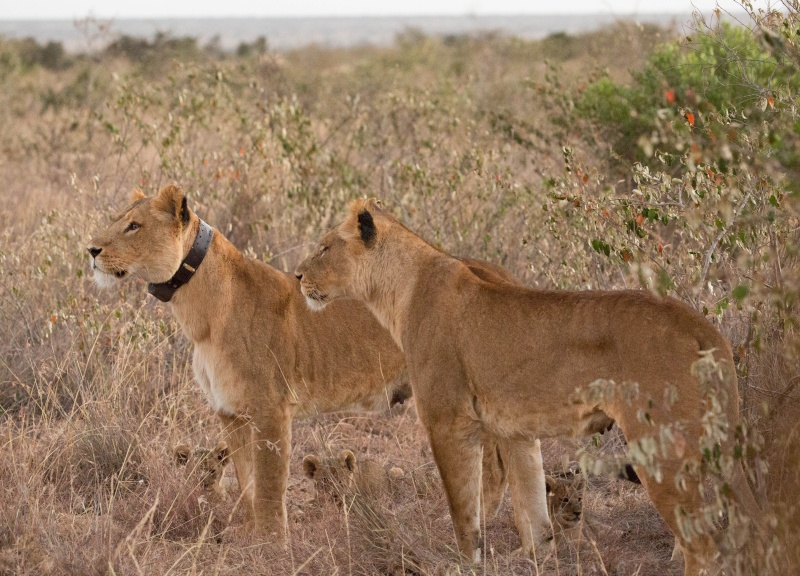 Northern Kenya safari - January 2015 Ou5a1415