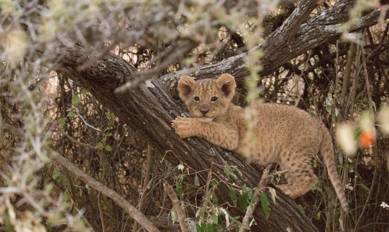 Northern Kenya safari - January 2015 Ou5a1416