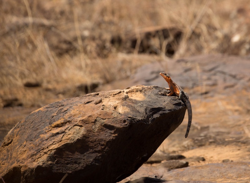 Northern Kenya safari - January 2015 - Page 2 Ou5a1510