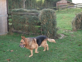 EDAHO  La Mascotte et ses potes : Cash, Apache, Cherokee, Cheyenne Cash11