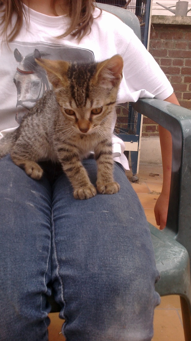 BANJO, chaton de 6 mois à l'adoption (59) -R-VV-LBC- F 017nr511