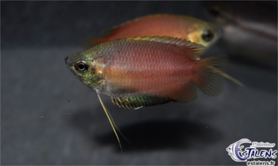 Colisa chuna ( gourami miel )  Colisa10