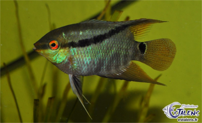 Mesonauta Egregius Mesona11