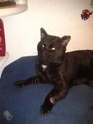 Trouvé CHAT NOIR Amiens 2015-010