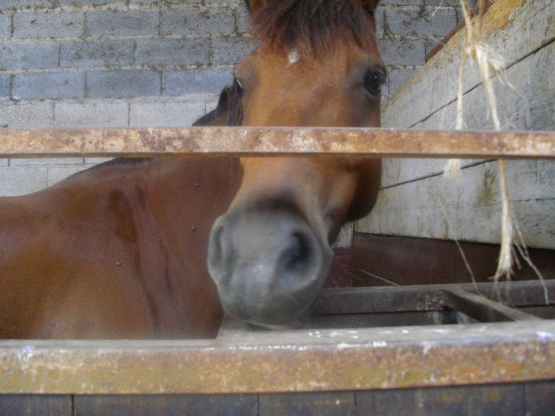 Les chevaux de St Beauzile =D Centr_33