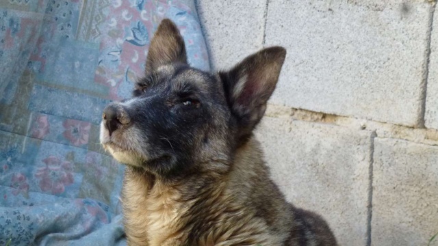 sauvetage en cours, Lena, chienne malade trouvée au bord de la route, Murcia Espagne. janvier 2015. P1090019