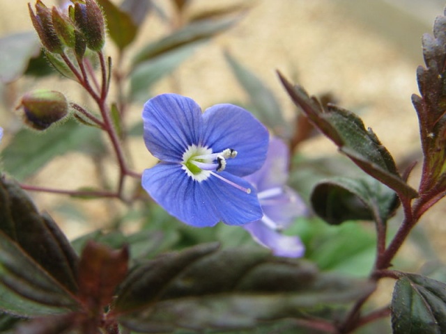 Veronica peduncularis (= Veronica umbrosa) 800px-11