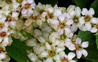 Choisya ternata, Armeria maritima, Bergenia hybride, Syringa pinnatifolia, Spiraea prunifolia plena [devinette] Bergen10