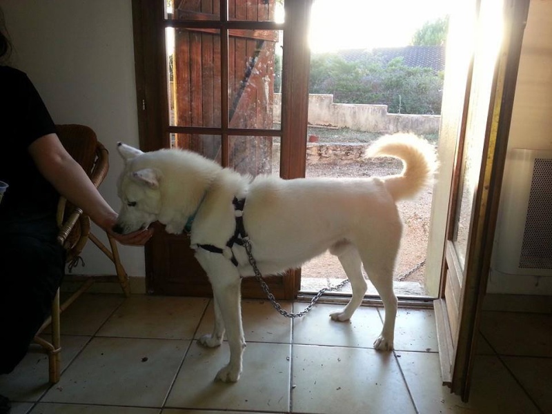 Balto type Husky ok chiens chats enfants ASSO46 ADOPTE 10372111