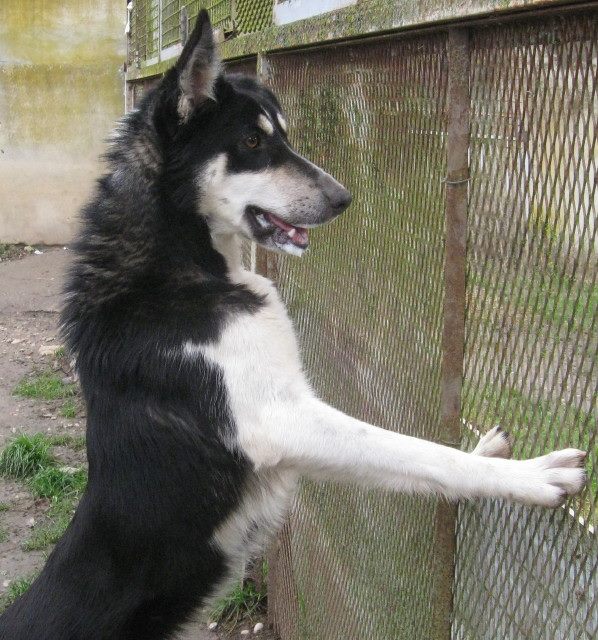 Wespa, Husky x Berger 3 ans (f) REFU82 10372210