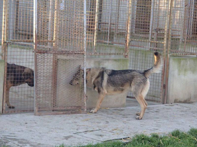  JACO type chien loup tchécoslovaque, né 22-02-2014, sociable REFU82   ADOPTER 10382910