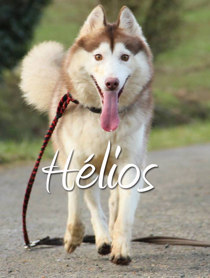 HELIOS husky (m) chocolat et blanc pas de chats REFU78 ADOPTER 10383810