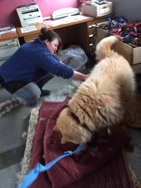 CHOUCHOU, type x chow-chow, (m )) 01/05/2007/ - LDAS REF(72) - Page 2 10387310