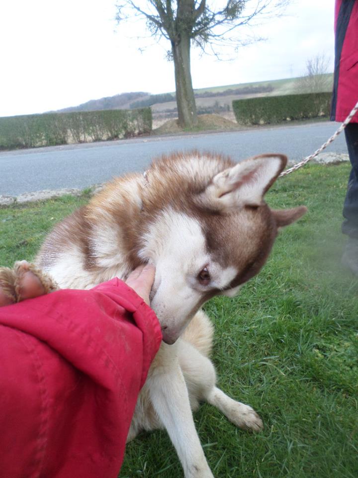Jaze Husky femelle née le 28/01/2014 PART60 ADOPTEE 10388110