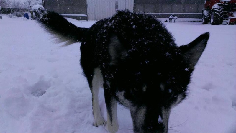 OURAL x husky (m) 3 ans ok congénères et chats ROUMANIE 10389410