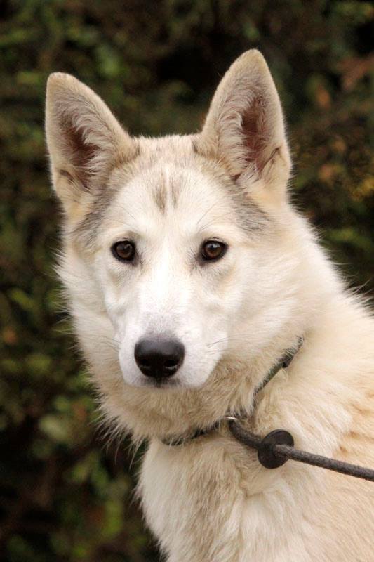 Chanel ou JUNE X Husky - Femelle - 2 ans pas de chats très affectueuse REFU:24 ADOPTEE 10406510