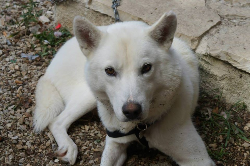 Balto type Husky ok chiens chats enfants ASSO46 ADOPTE 10427310