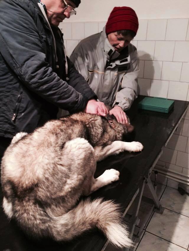 Grande urgence pour Blue et Jack qui ont besoin de votre aide en Roumanie 8 mois et 1 an 10620611