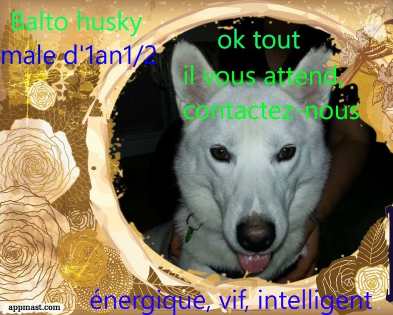 Balto type Husky ok chiens chats enfants ASSO46 ADOPTE 10622810