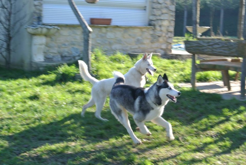 Luna Husky,04/12/2013/ (f) gentille très dynamique ASSO26 ADOPTEE 10881510