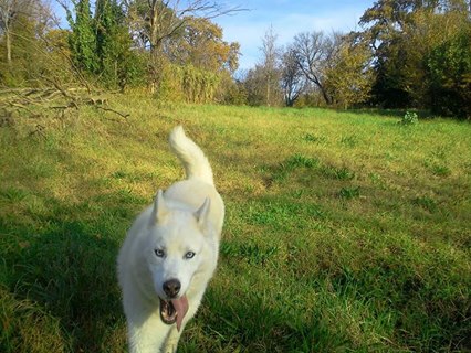 Droopy, Husky (m)8 ans chien asez actif REFU13 ADOPTE 10885310
