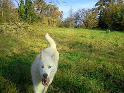 Droopy, Husky (m)8 ans chien asez actif REFU13  ADOPTE 10885310