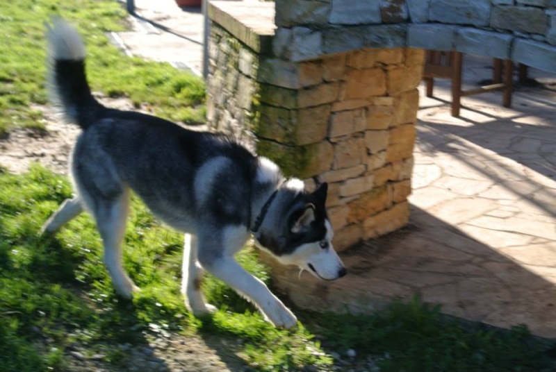 Luna Husky,04/12/2013/ (f) gentille très dynamique ASSO26 ADOPTEE 10888613