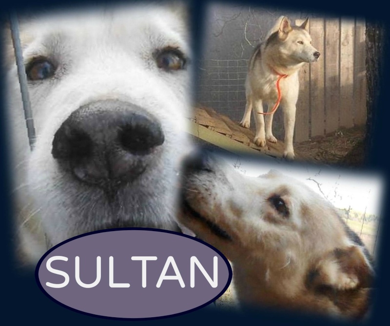 SULTAN, CLT x Husky (9 ans) (m) vivait dans un placar, ASSO12 ADOPTE - Page 3 10900210