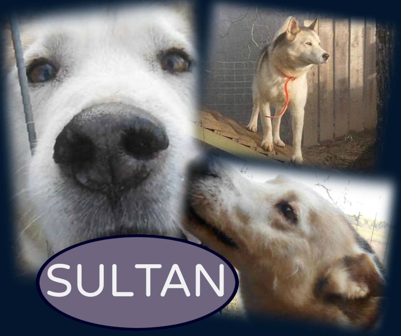 SULTAN, CLT x Husky (9 ans)  (m) vivait dans un placar, ASSO12  ADOPTE - Page 2 10900210