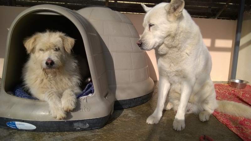 Galak husky (m)  blanc 9 ans sociable calme obéissant REFU66 ADOPTE 10904510