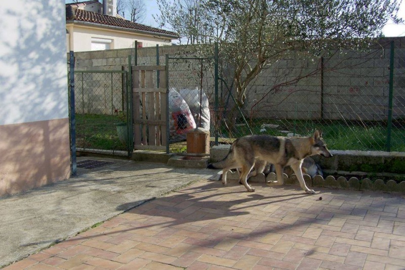 Vegas, chien- loup tchèque (f) 1 an ASSO31 ADOPTEE 10917810