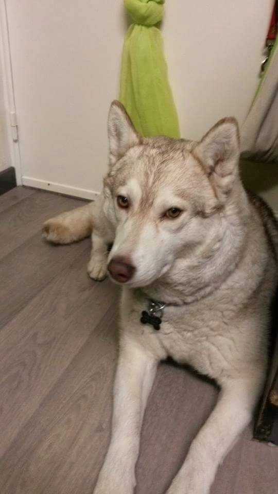 Google femelle husky 4 ans pas de chats ASSO Belgique  10922810