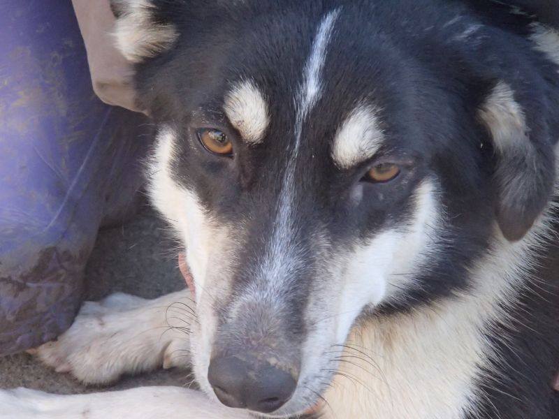 Wespa, Husky x Berger 3 ans (f) REFU82 10922811