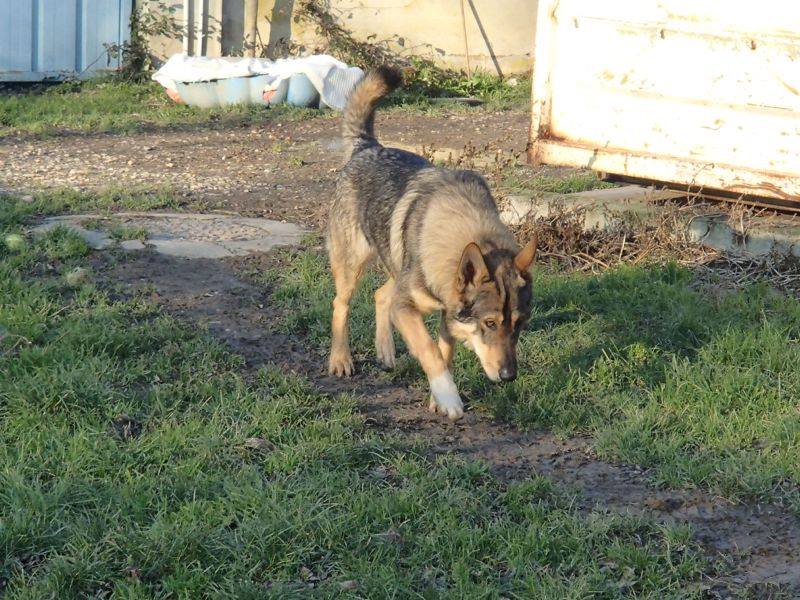 JACO type chien loup tchécoslovaque, né 22-02-2014, sociable REFU82 ADOPTER 10924710