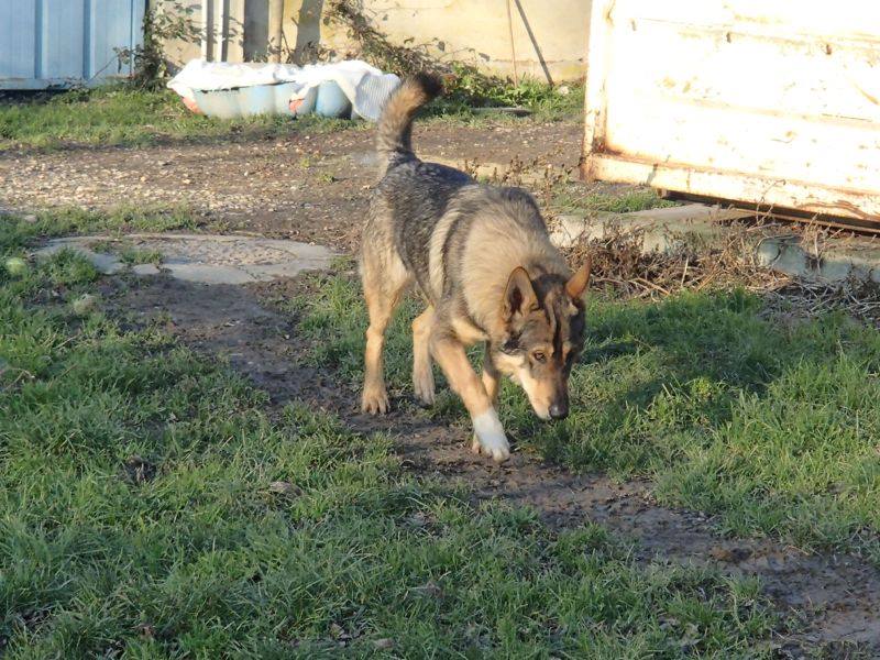  JACO type chien loup tchécoslovaque, né 22-02-2014, sociable REFU82   ADOPTER 10924710