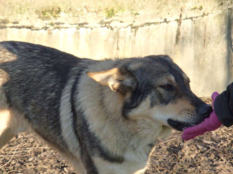  JACO type chien loup tchécoslovaque, né 22-02-2014, sociable REFU82   ADOPTER 10924711
