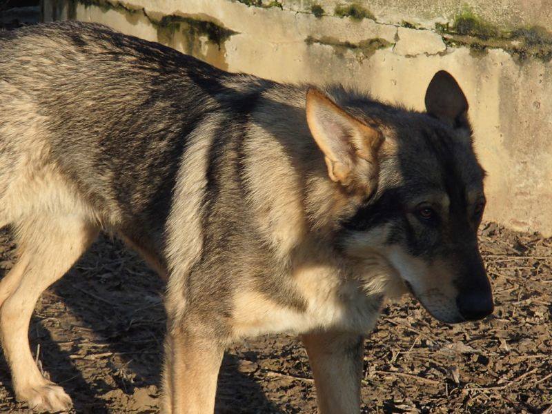 JACO type chien loup tchécoslovaque, né 22-02-2014, sociable REFU82 ADOPTER 10929110