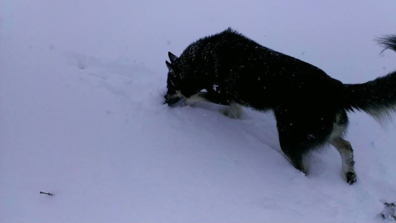 OURAL x husky (m) 3 ans ok congénères et chats ROUMANIE 10929510