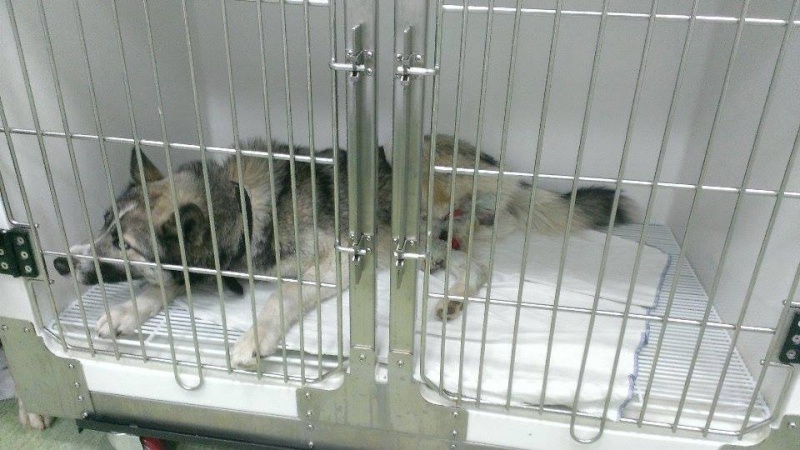 Grande urgence pour Blue et Jack qui ont besoin de votre aide en Roumanie 8 mois et 1 an 10934010